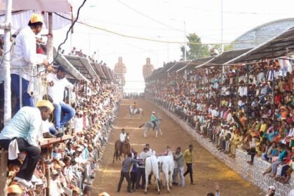 आमच्या प्रयत्नांमुळे महाराष्ट्रात बैलगाडी शर्यत पुन्हा सुरू झाल्याचं भाजप नेते देवेंद्र फडणवीस म्हणाले.